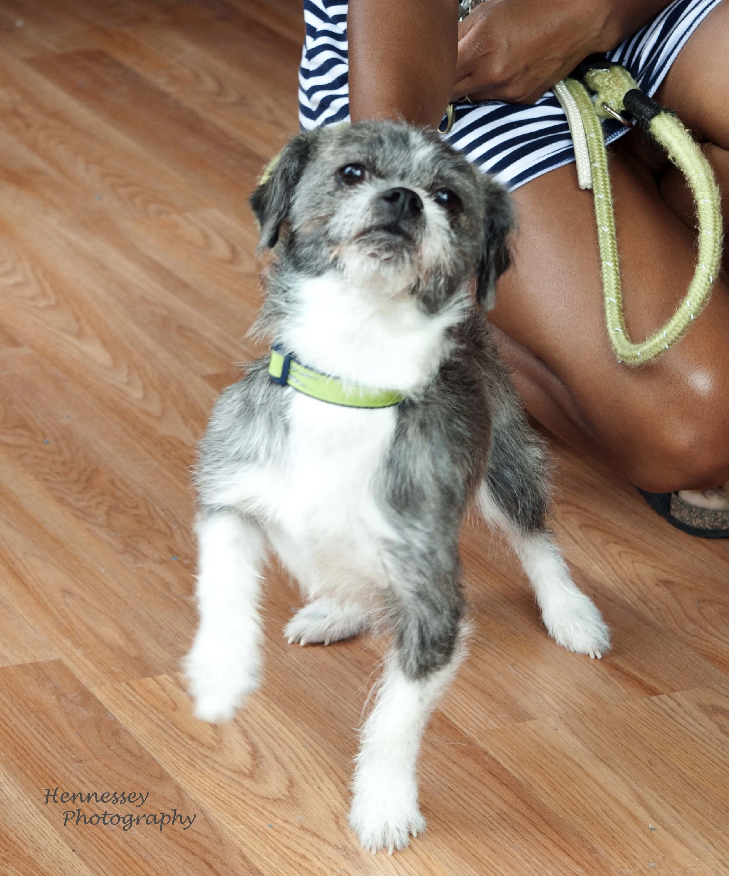 Little doggie_2.jpg