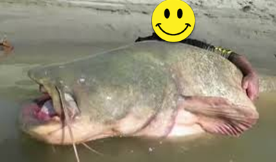 NO MORE FISH, FELLAS