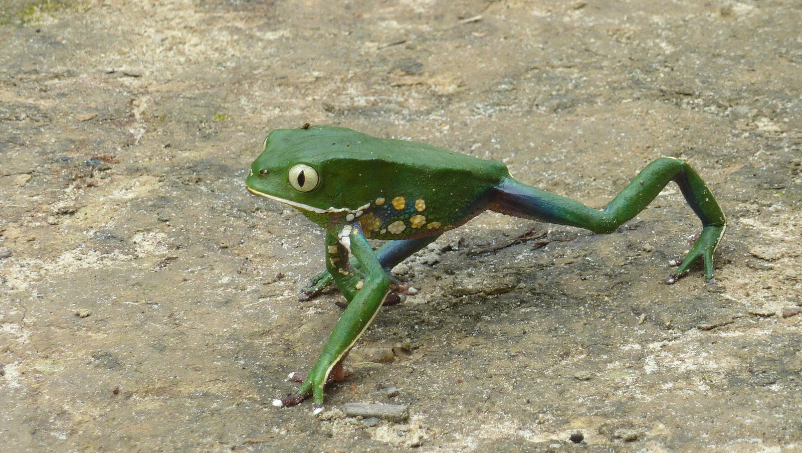South American Leaf Frog.jpg