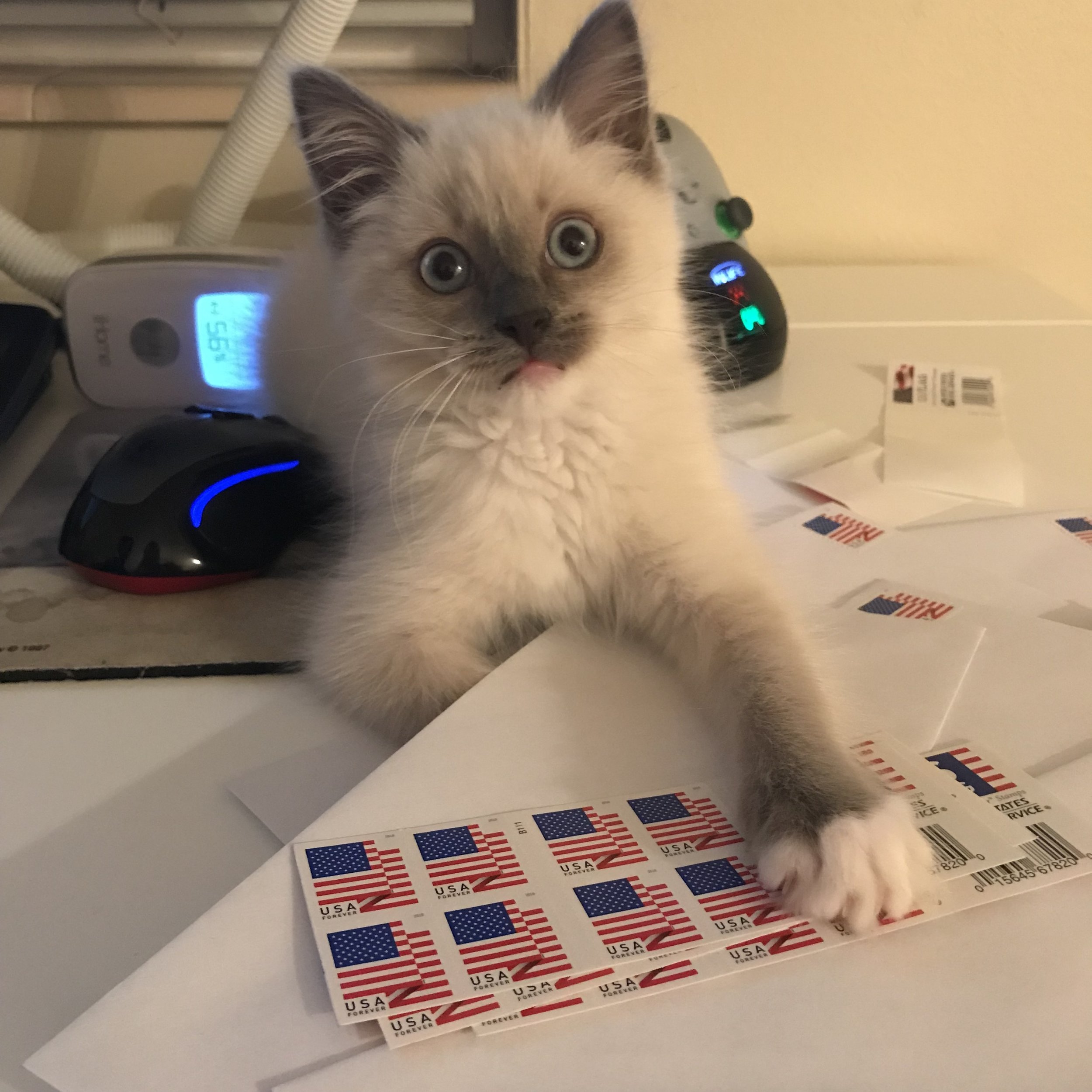 My furry child helping “stamp” the mail. He’s much, much bigger now as he grows so fast (and apparently, ragdolls can get huge), but he still chews on my Lamy pen and is into everything paper… Gotta watch that one.