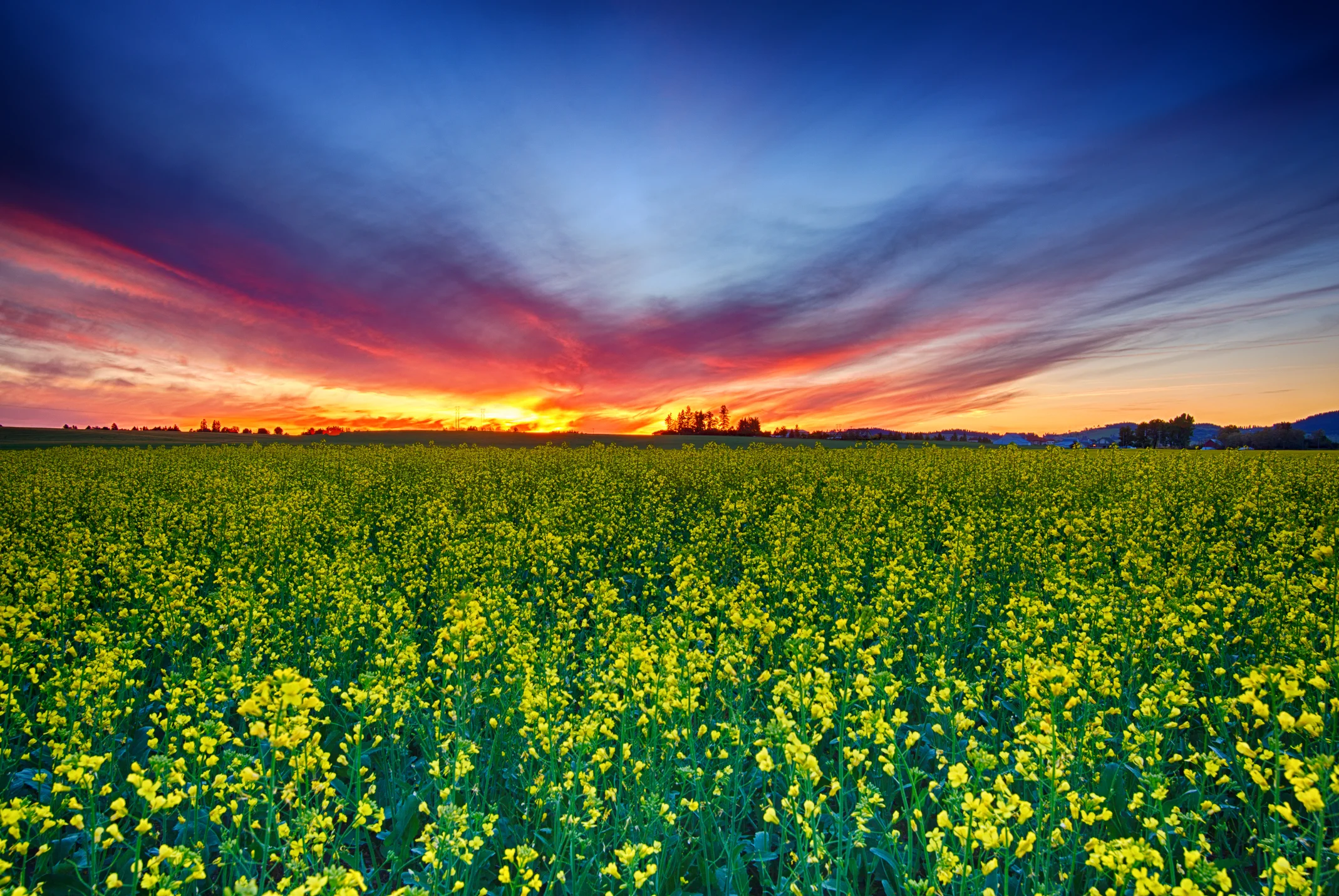 Canola on Fire- Palouse 2014