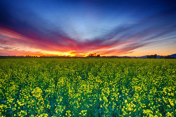 Canola and Fire