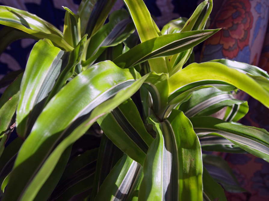 dracena foliage close horizontal web.jpg