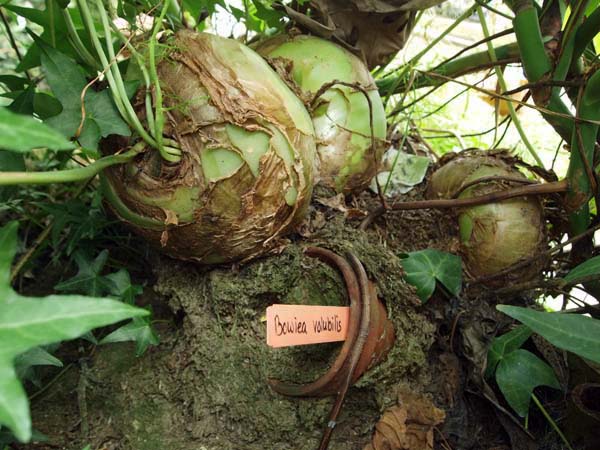 TERRACOTTA Pots ENGULFED by a root ball