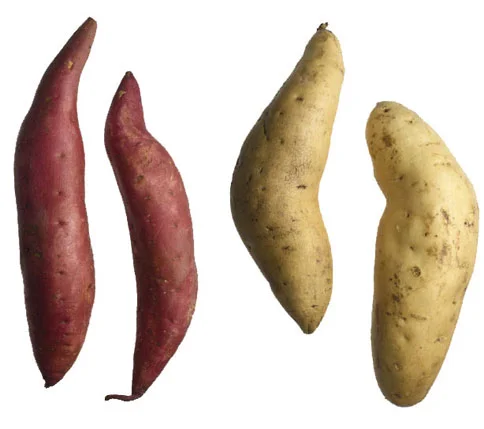 white and sweet potatoes.jpg