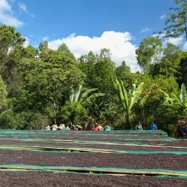 Cafe_Imports_Ethiopia_Small_Farmer_Project2-2022-07-26-175116.jpg
