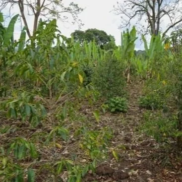 Cafe_Imports_Ethiopia_Small_Farmer_Project6-2022-07-26-175125.jpg