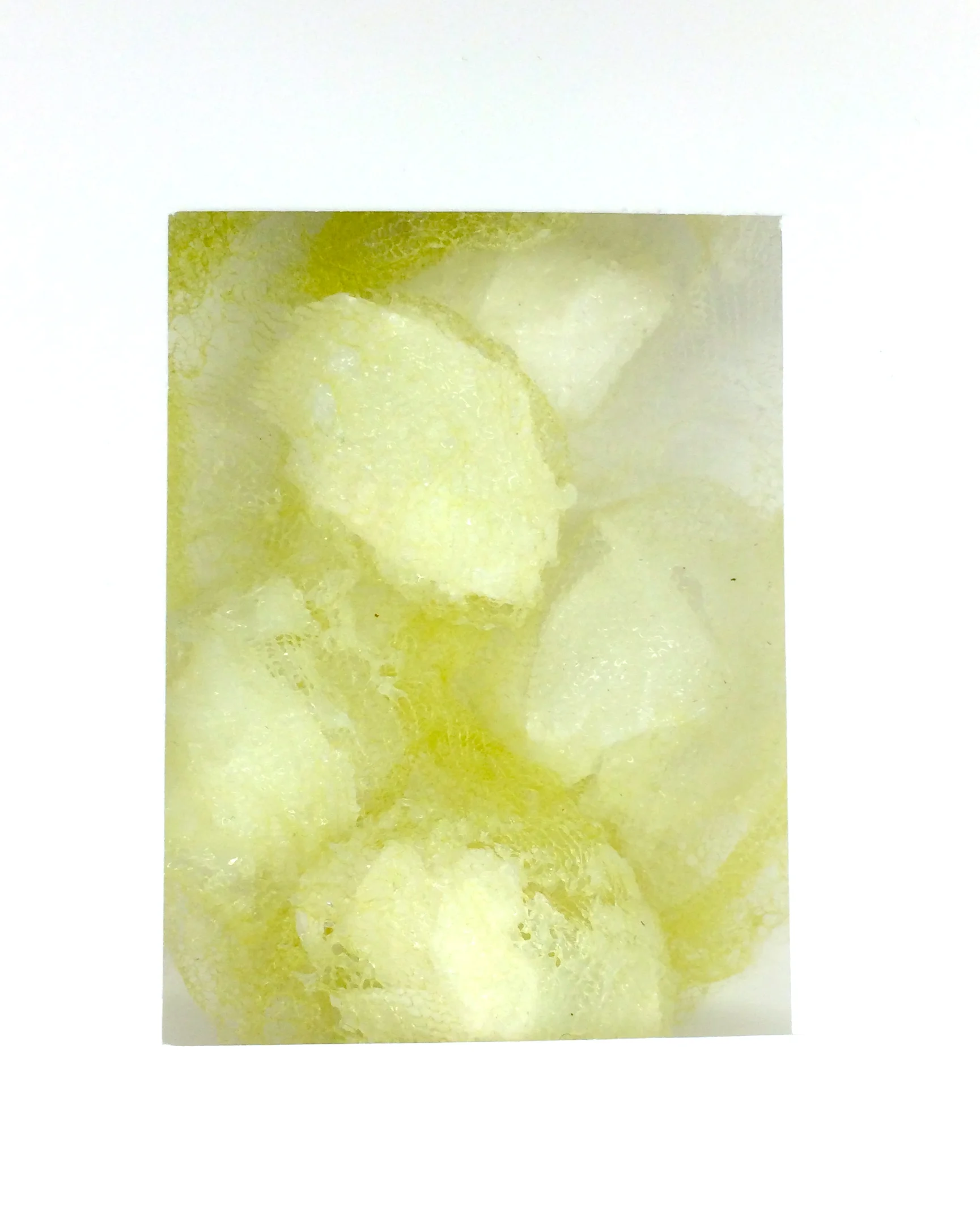 Specimens mucus.jpg