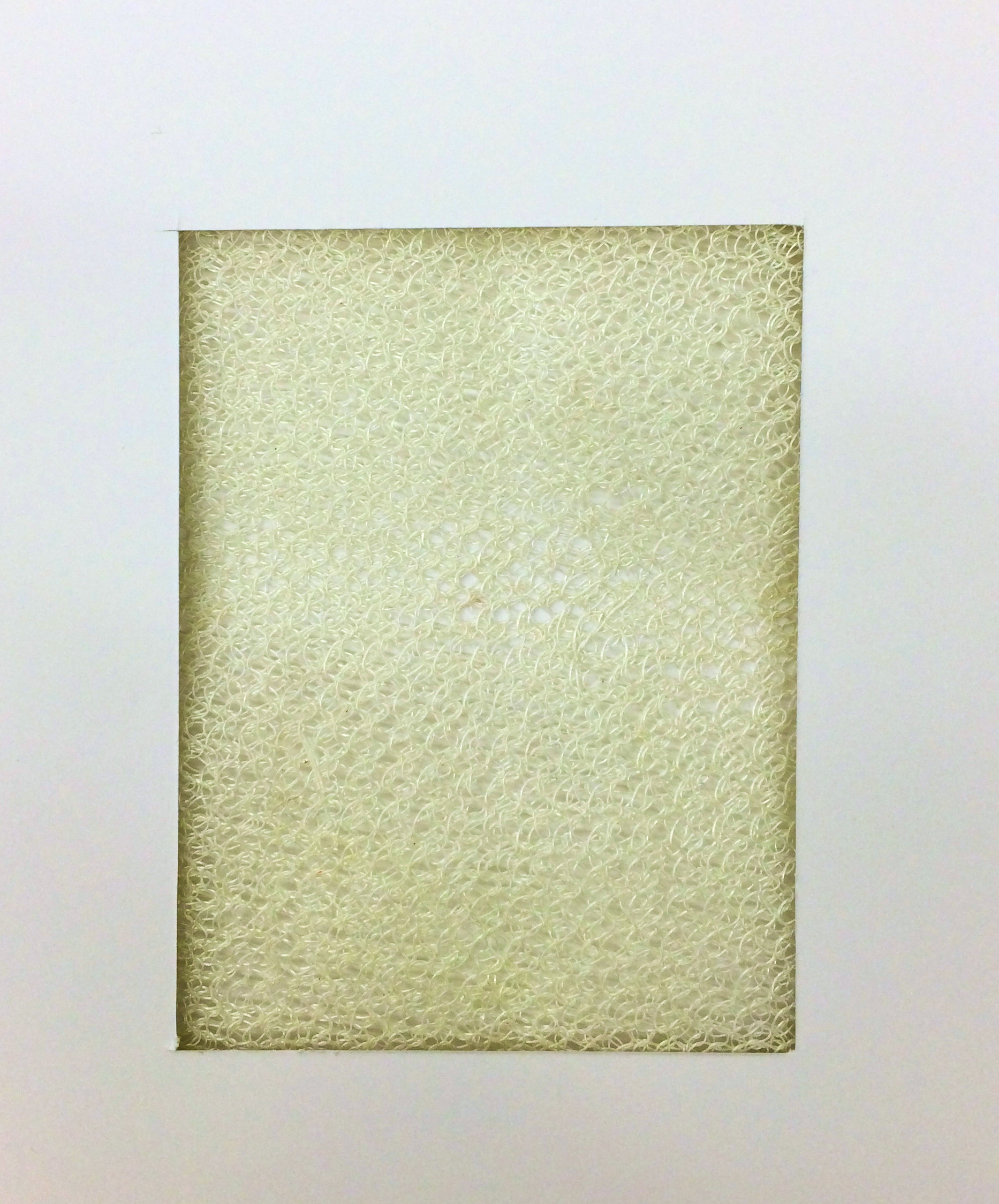 Specimen flexible bone.jpg