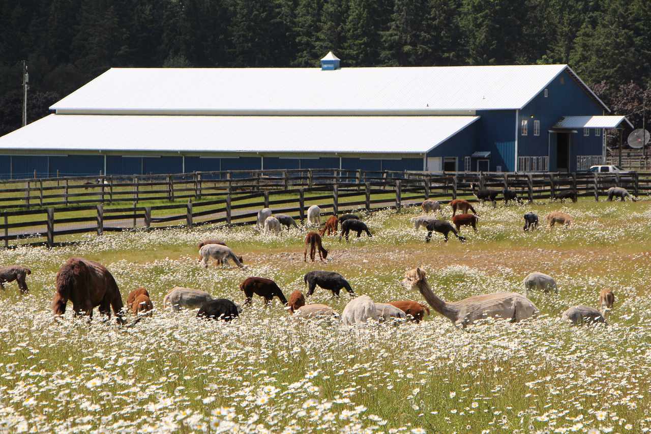 Equestrian Ranch | Tenino, WA