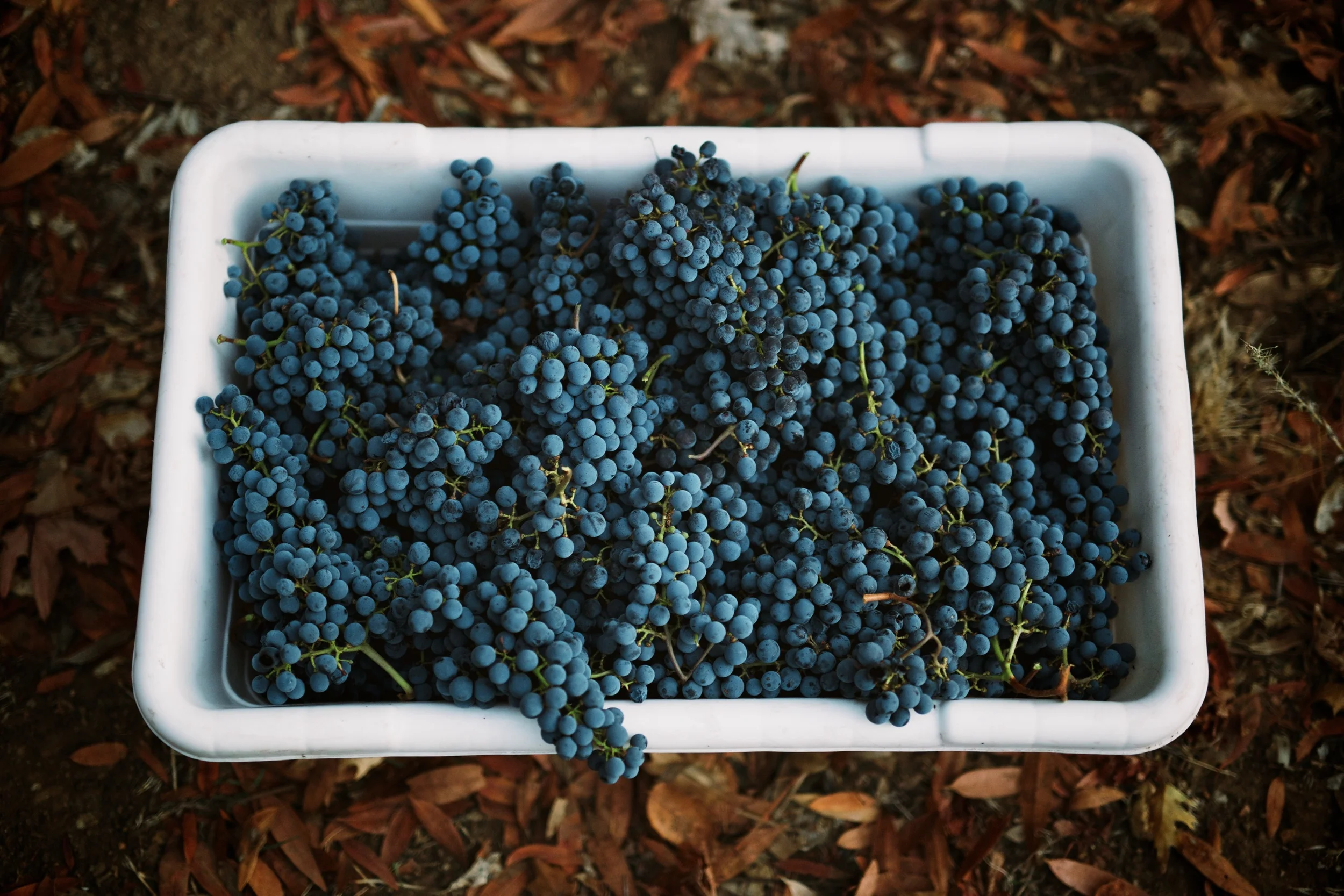 Wines Option1.jpg