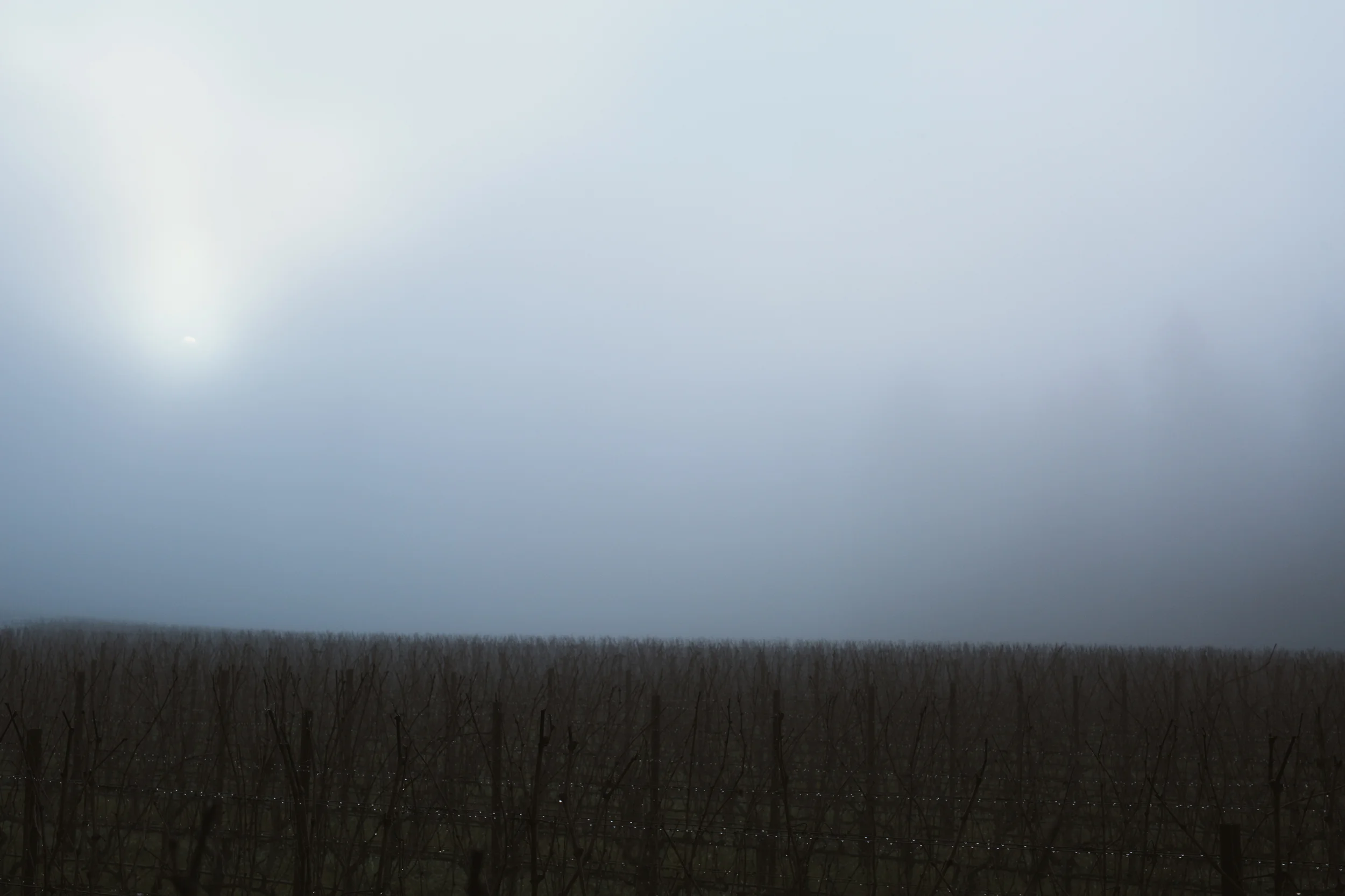 1C9A0990.jpg