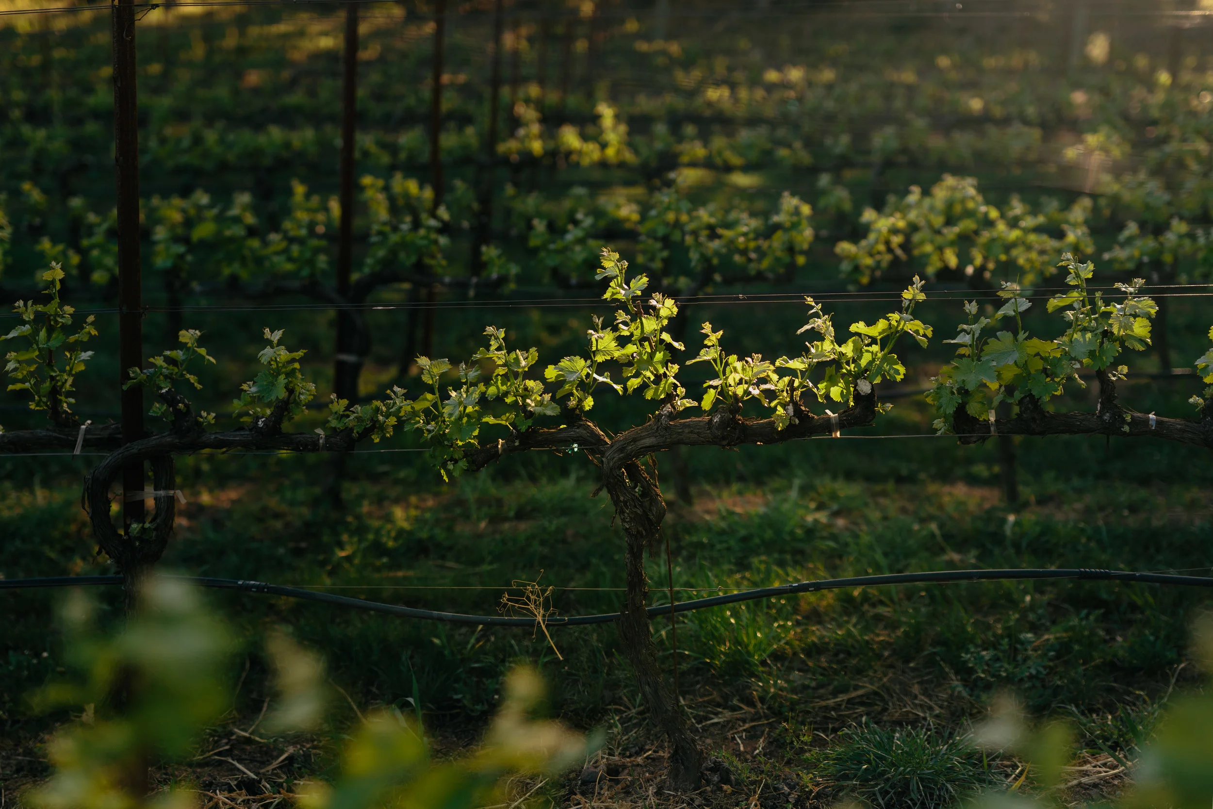 1C9A0658-Edit-2.jpg
