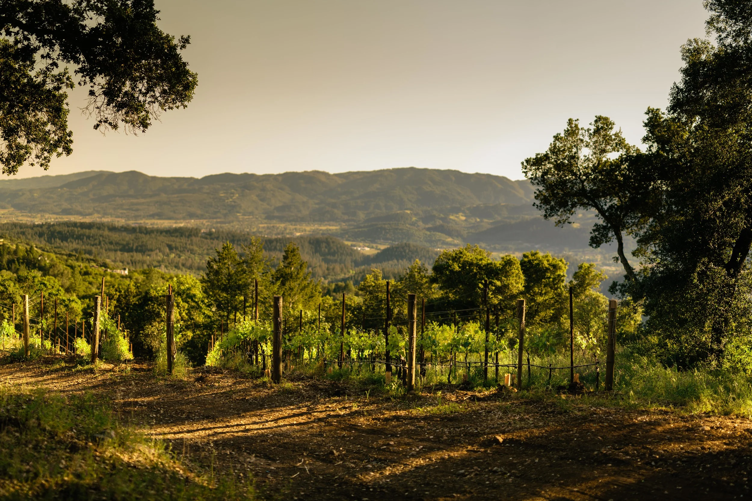 1C9A0678-Edit.jpg