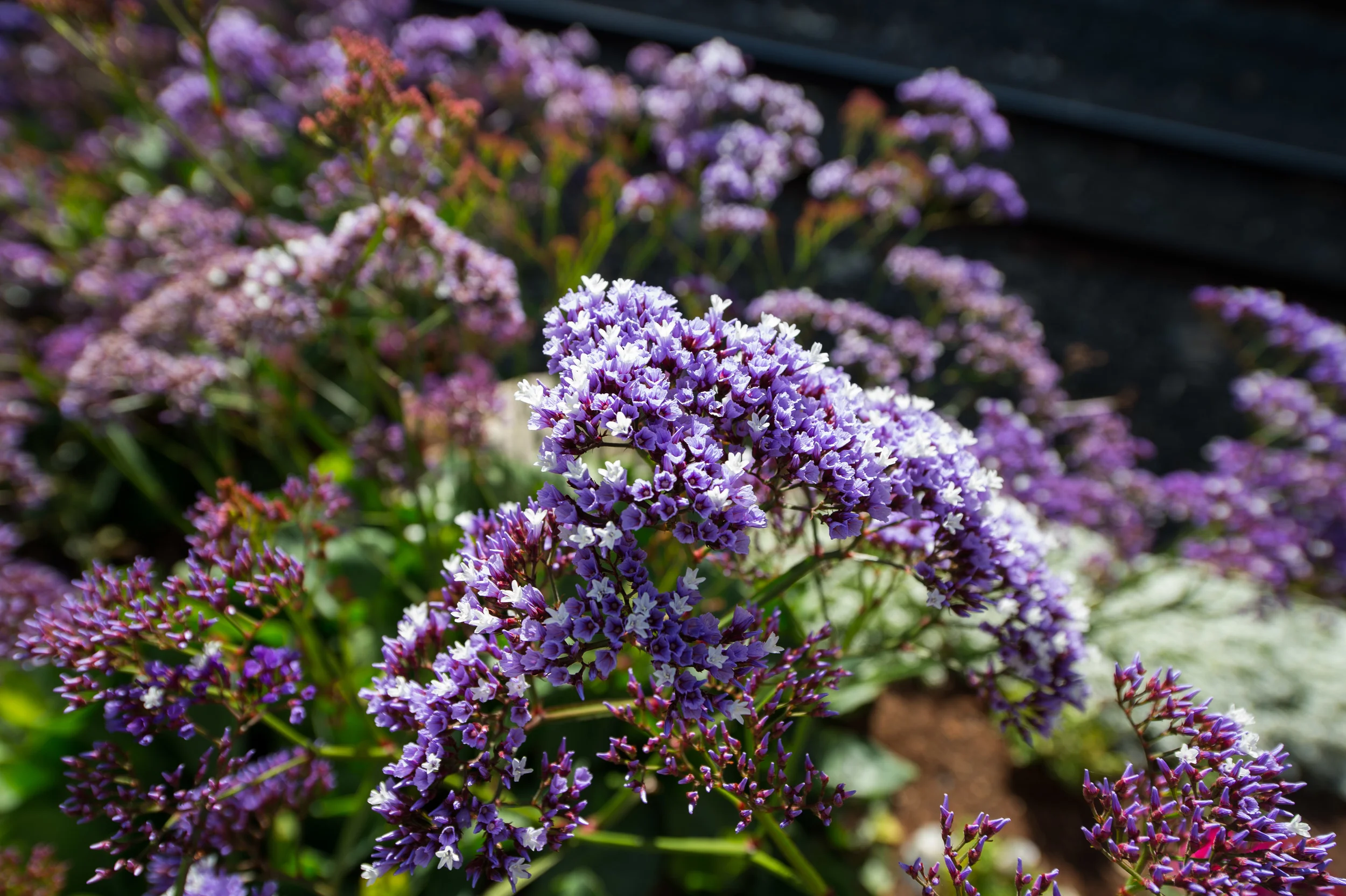 Seephoto-230.jpg