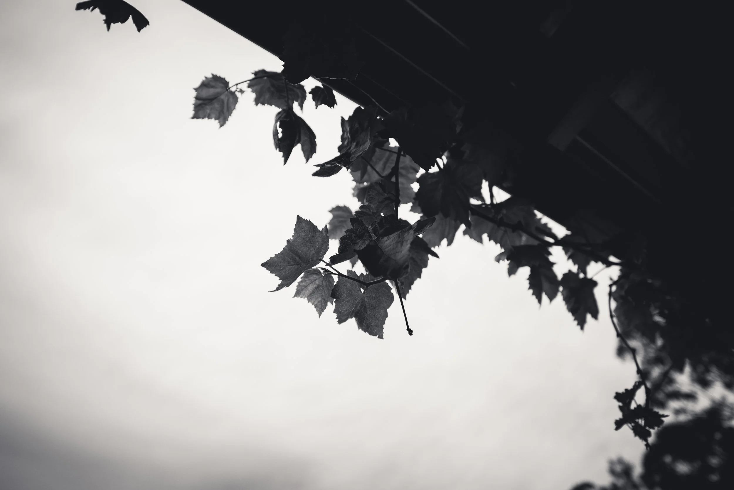 FarmB&W-18.jpg