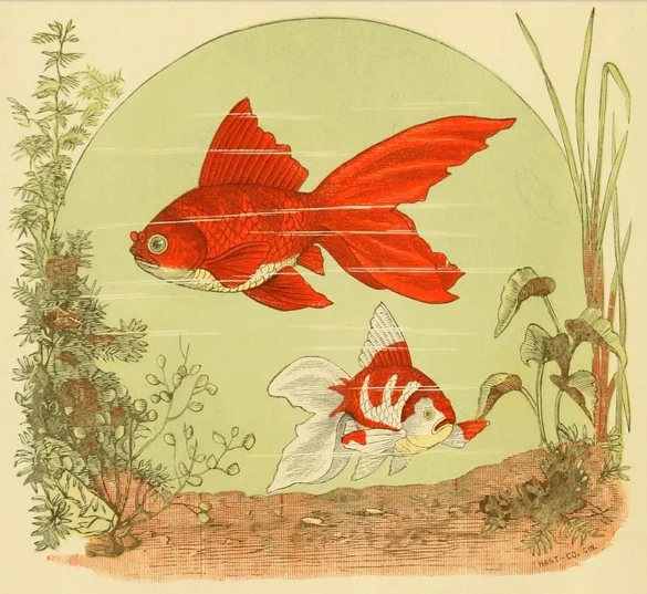 The Japanese Fantail Goldfish from The goldfish and its systematic culture with a view of profit… by Hugo Mulertt (1883)