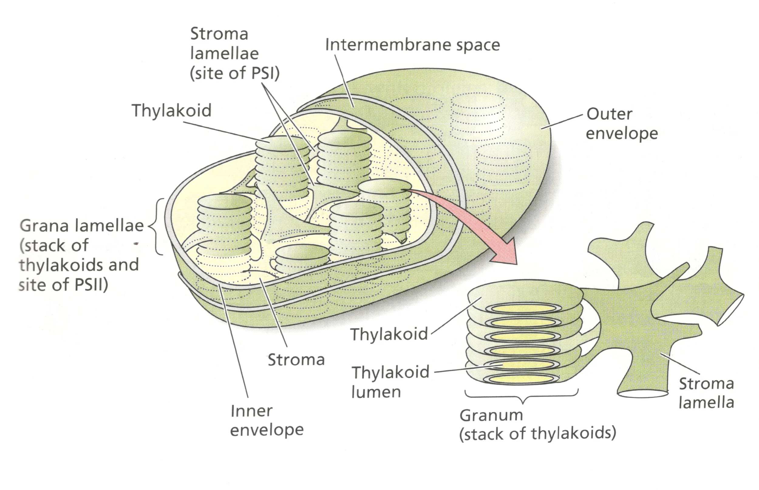 Diagram of a Chloroplast Here is where photosynthesis takes place, in the organelle called Chloroplast. It is on the thylakoids that light energy is converted to the chemical energy that powers the plant and in the stroma where sugar are produced. Image Credit: Plant Physiology 4th Ed.