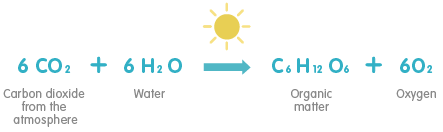 Photosynthesis Chemical Equation. Photosynthesis is essentially the plant's form of respiration. Plants perform the counter part to our own respiration process, breathing in oxygen to give off carbon dioxide. The plant respires to generate energy from light to produce sugars that build up the plant's biomass.