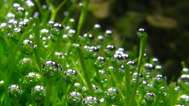 Pearling on Ricca fluitans Oxygen is accumulating on the leaves of Riccca and is a sign that the first stage of photosynthesis is exhausted. Nap time starts now. Image Credit: infopimp