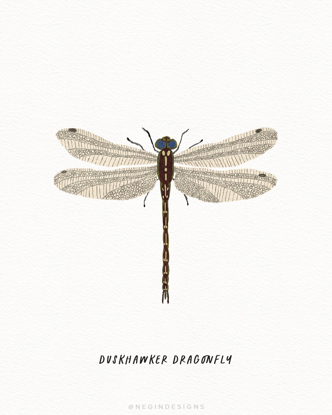 I love dragonflies; they remind me of miniature helicopters 🚁
.
#digitalillustration #procreate #australianwildlife #australianbirds #sketchbook #sketchdaily #botanicalpickmeup #calledtobecreative #makersmovement #botanical #watercolor #australianar