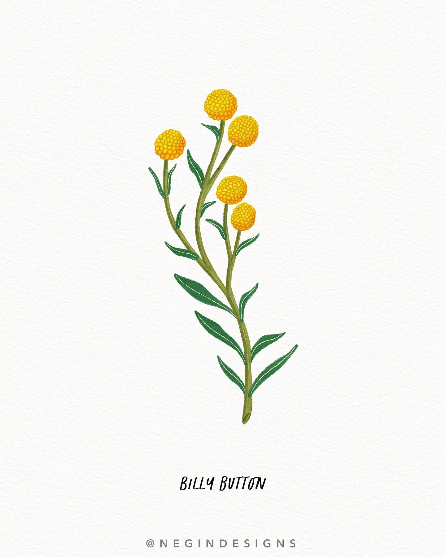 Happy Friday! 🌼 Here’s a little illustration of a bright and cheery Australian Billy Button flower. Perfect for welcoming the weekend with some sunshine (hopefully🤞)! They really are cute as a button 😜 #BillyButton #AustralianWildflowers 
.