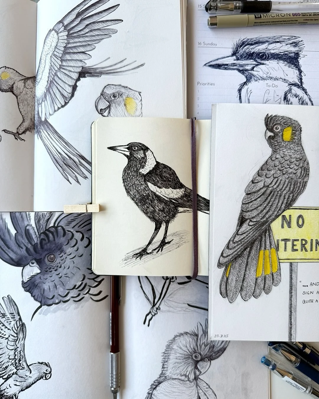 Friday thoughts: maybe one day I&rsquo;ll finish a sketchbook before starting another. But where&rsquo;s the fun in that? Several half-filled pages of magpies, cockatoos and confusion.

#australianwildlife #australianbirds #sketchbook #sketchdaily #b