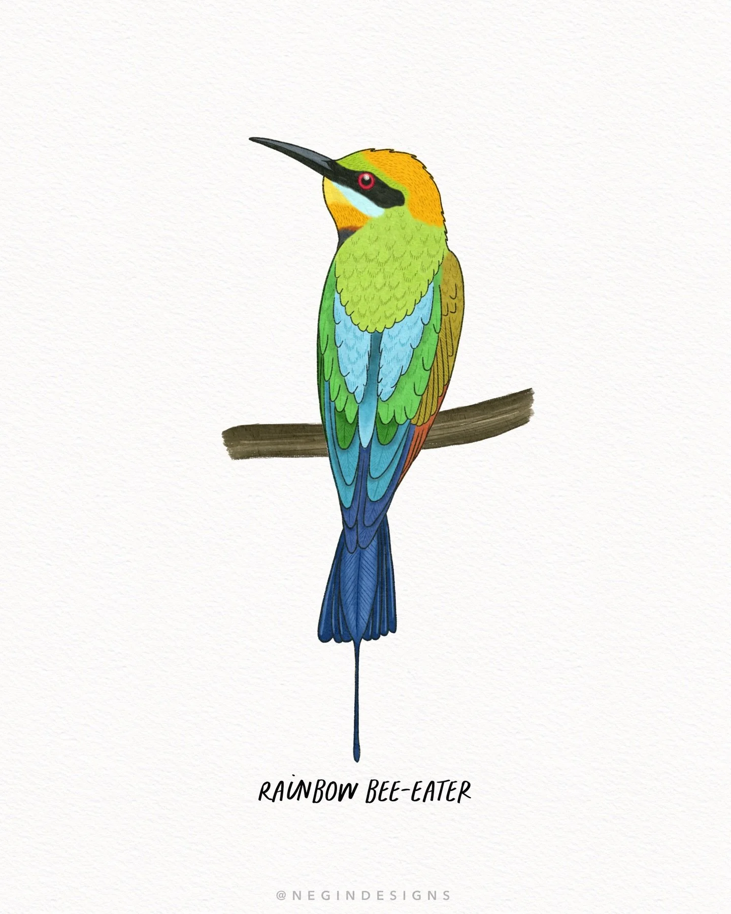 When I was in the Northern Territory in July, I saw loads of rainbow bee-eaters - such cute little birds. True to their name, they really do love their bees (I had to check&hellip; there are far too many misleading animal names out there to trust bli