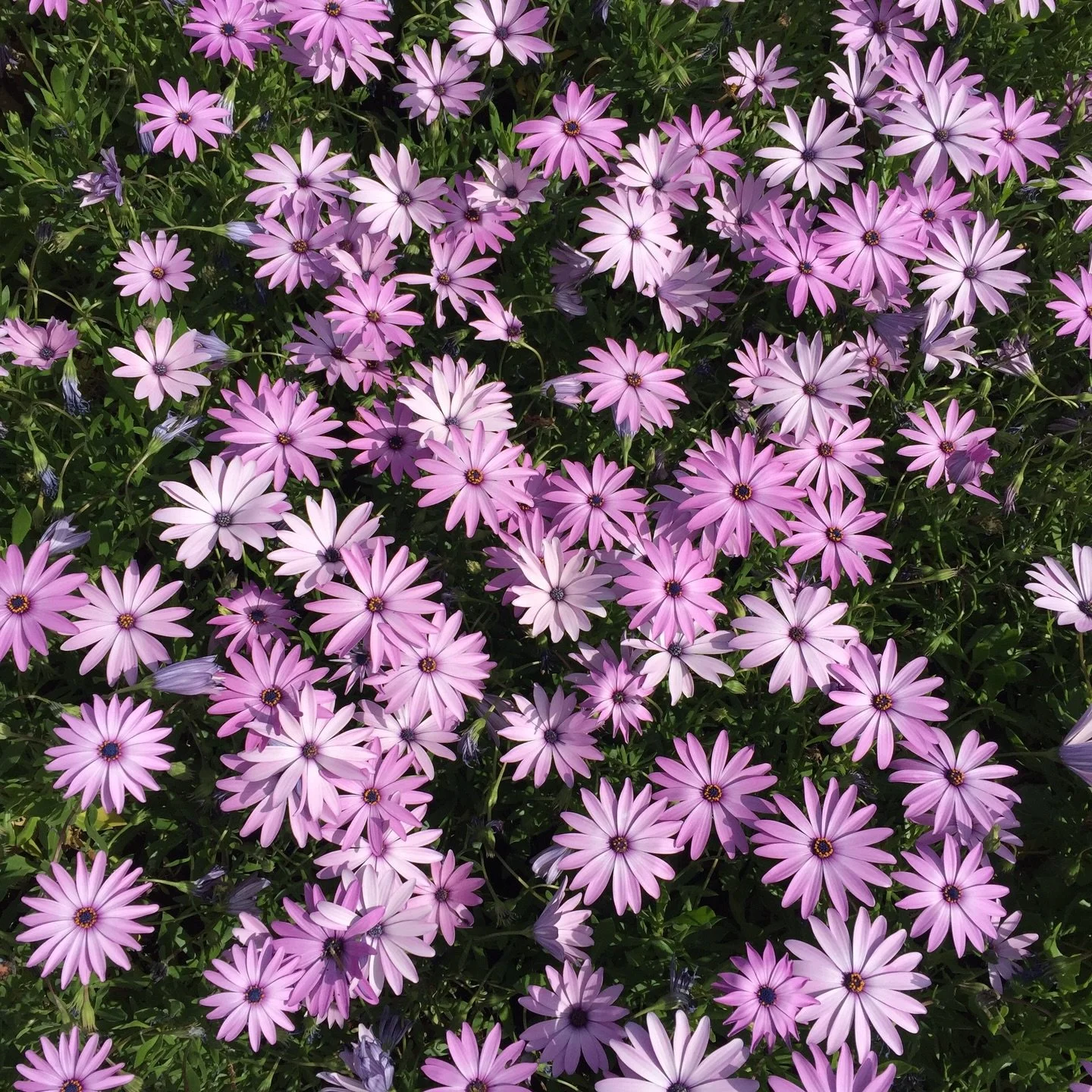 Throw back to 2016&hellip;. A photo of some pretty flowers I found in my favourites, back when Instagram was just little square tiles&hellip; and video lengths increased from 15 seconds to 60 seconds&hellip; the year Instagram stories were introduced