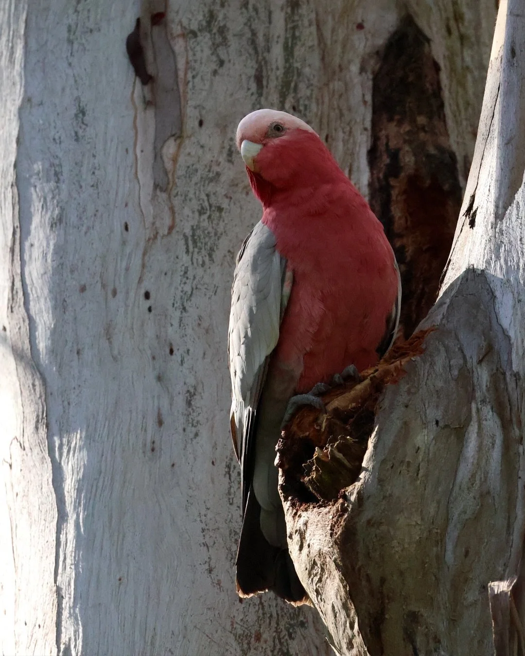 Yesterday I did a half-day bird photography workshop with Glenn Smith Photography @glennrsmith66 at the Australian Botanic Garden, Mount Annan @botanicsydney 🌼 I&rsquo;m not a photographer in the proper sense at all! I pretty much exclusively take p