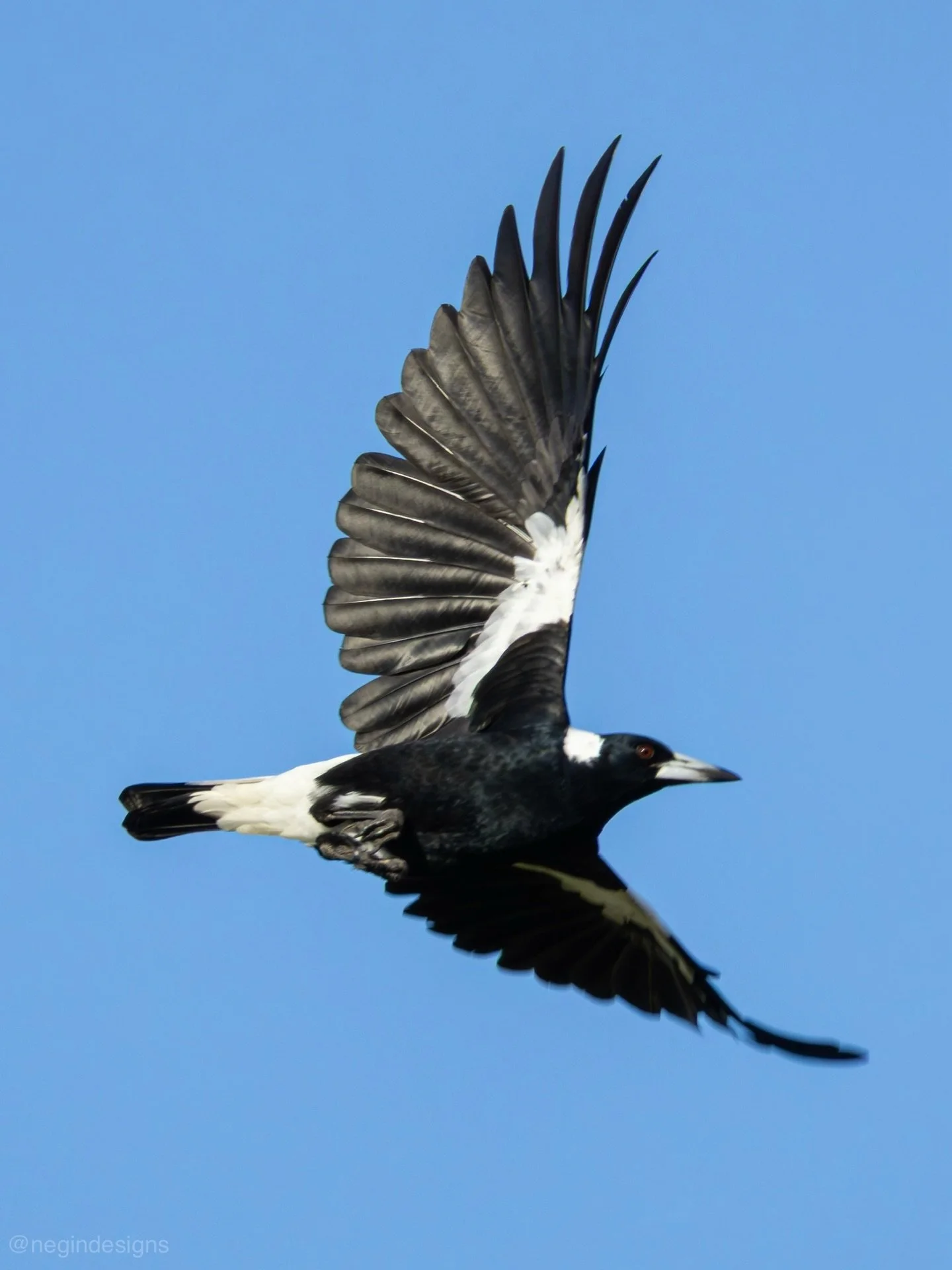 A couple of bird shots from our Easter weekend down in Berry 🐣 I spent a good chunk of time getting to know my camera and trying to catch birds in flight, which is harder than it looks (and boy is it a test in patience!). Still very much figuring th