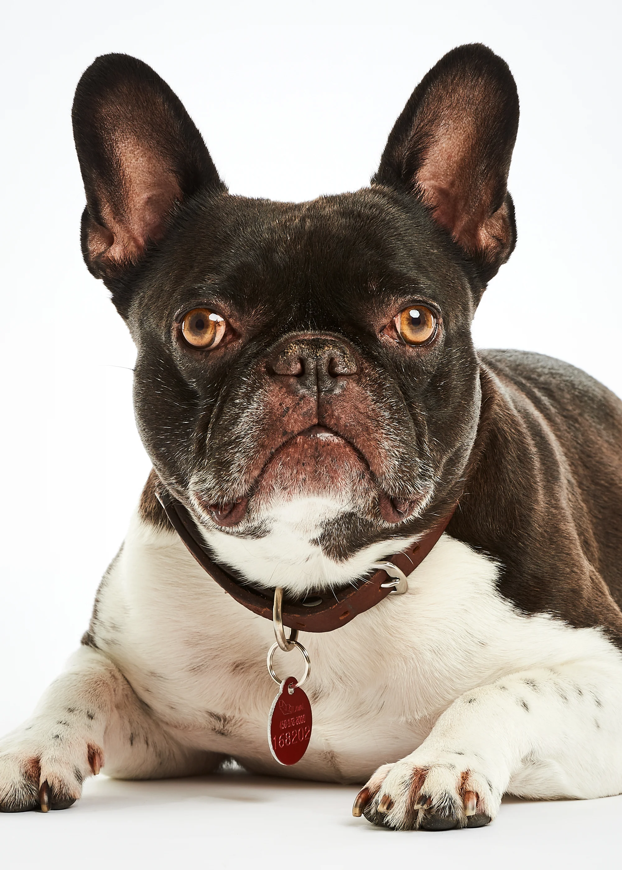 Animaux_VDL_vignettes-01.jpg