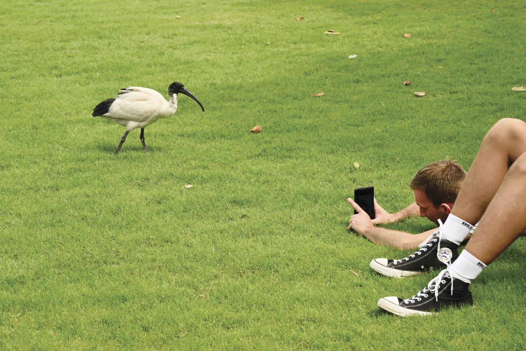Our commissioned artists are working hard to develop their artworks for Something Else is Alive: Sydney and the Animal Instinct opening next month at Customs House. Garry Trinh has captured the ubiquitous Australian White Ibis in this untitled photograph.