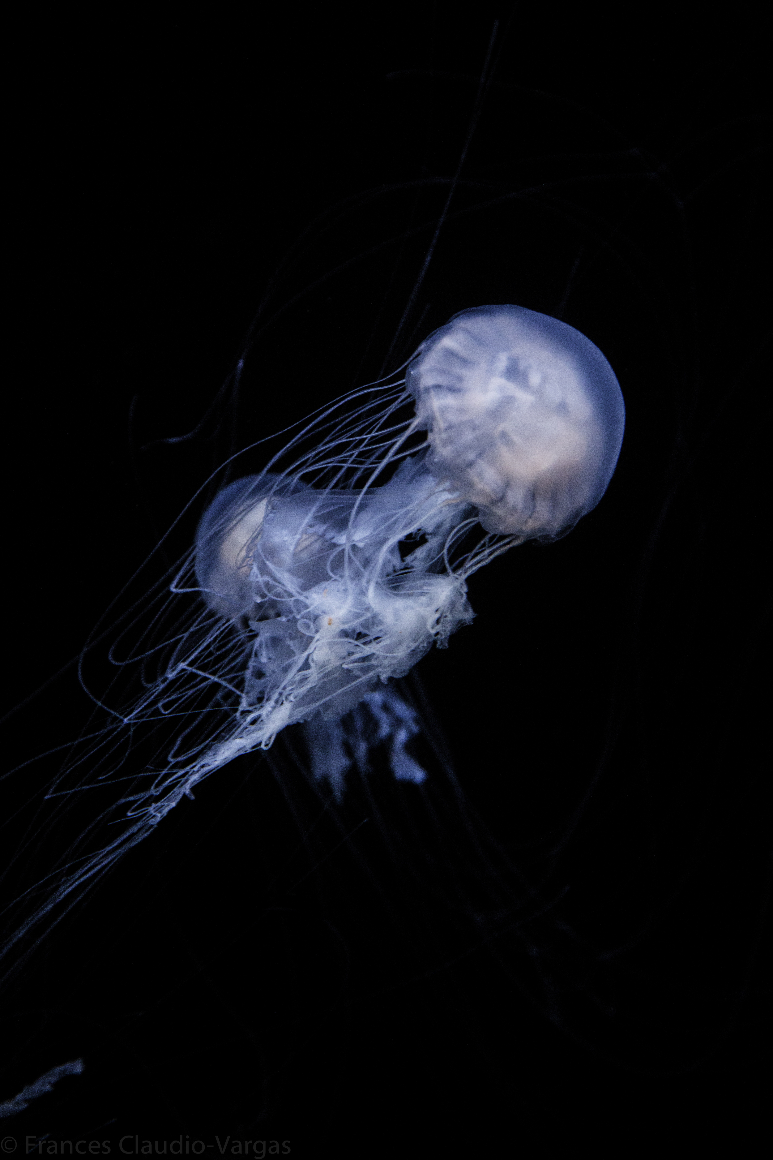 ClaudioF_Final (5 of 6).JPG