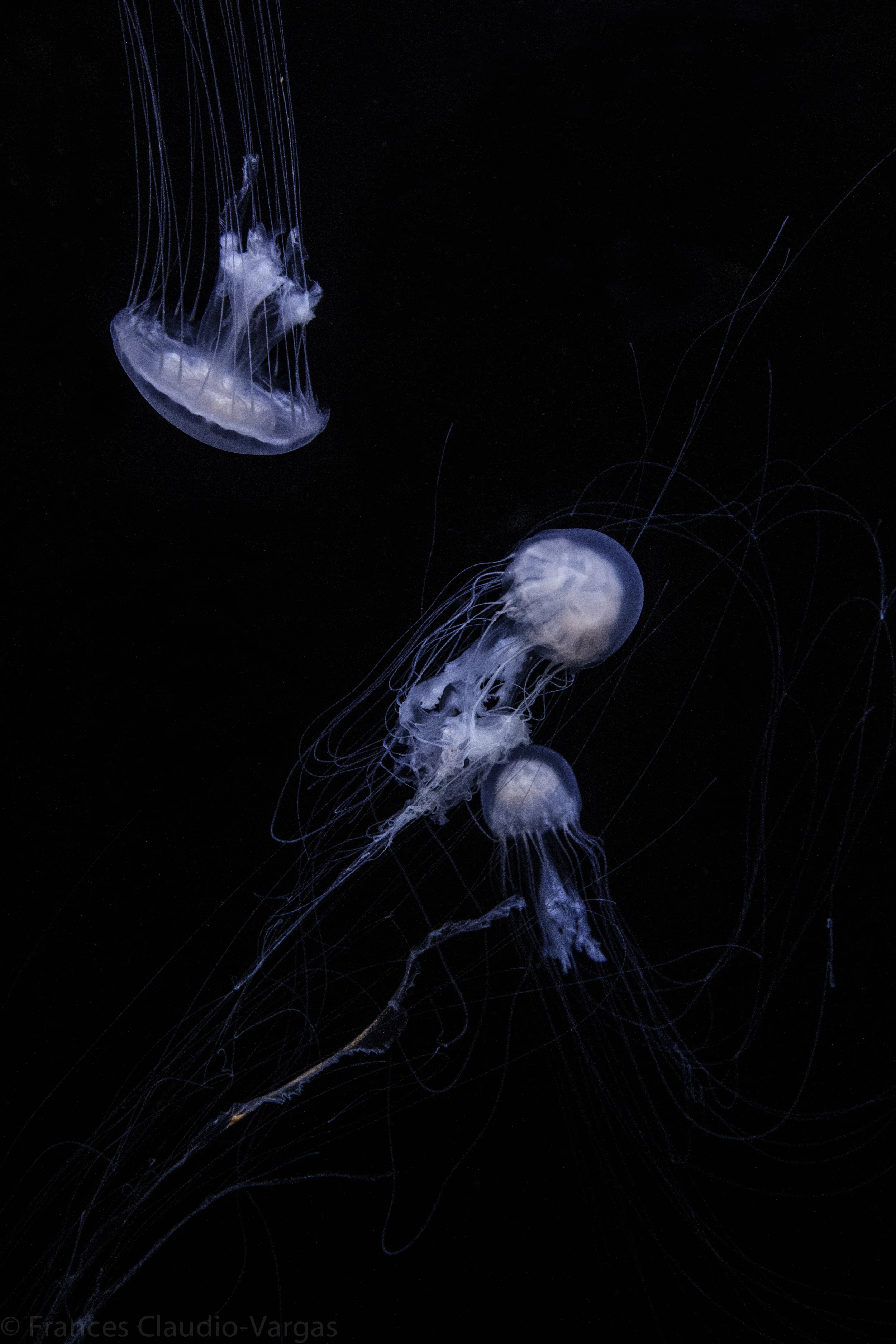 ClaudioF_Final (4 of 6).JPG