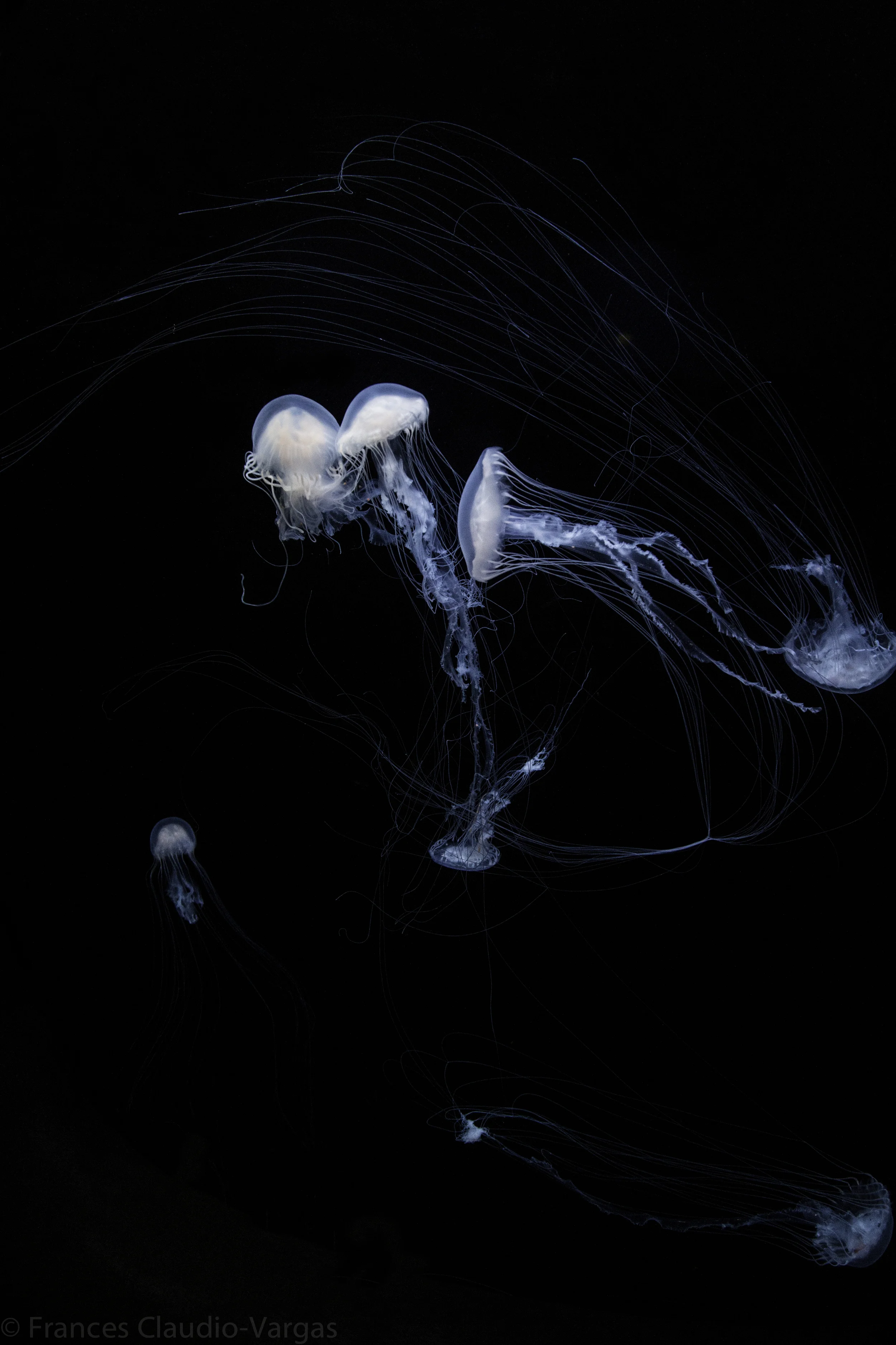 ClaudioF_Final (3 of 6).JPG