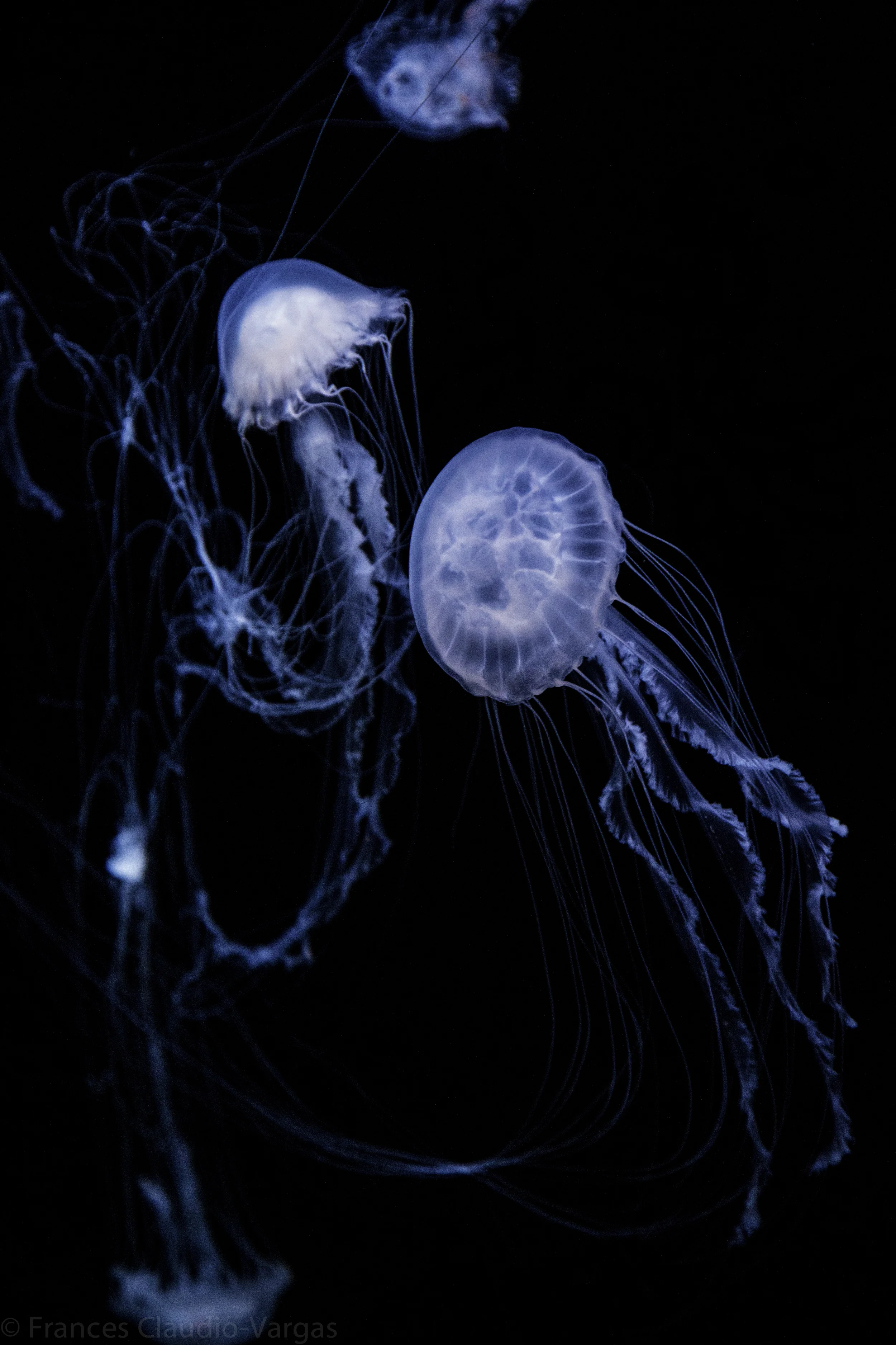 ClaudioF_Final (2 of 6).JPG