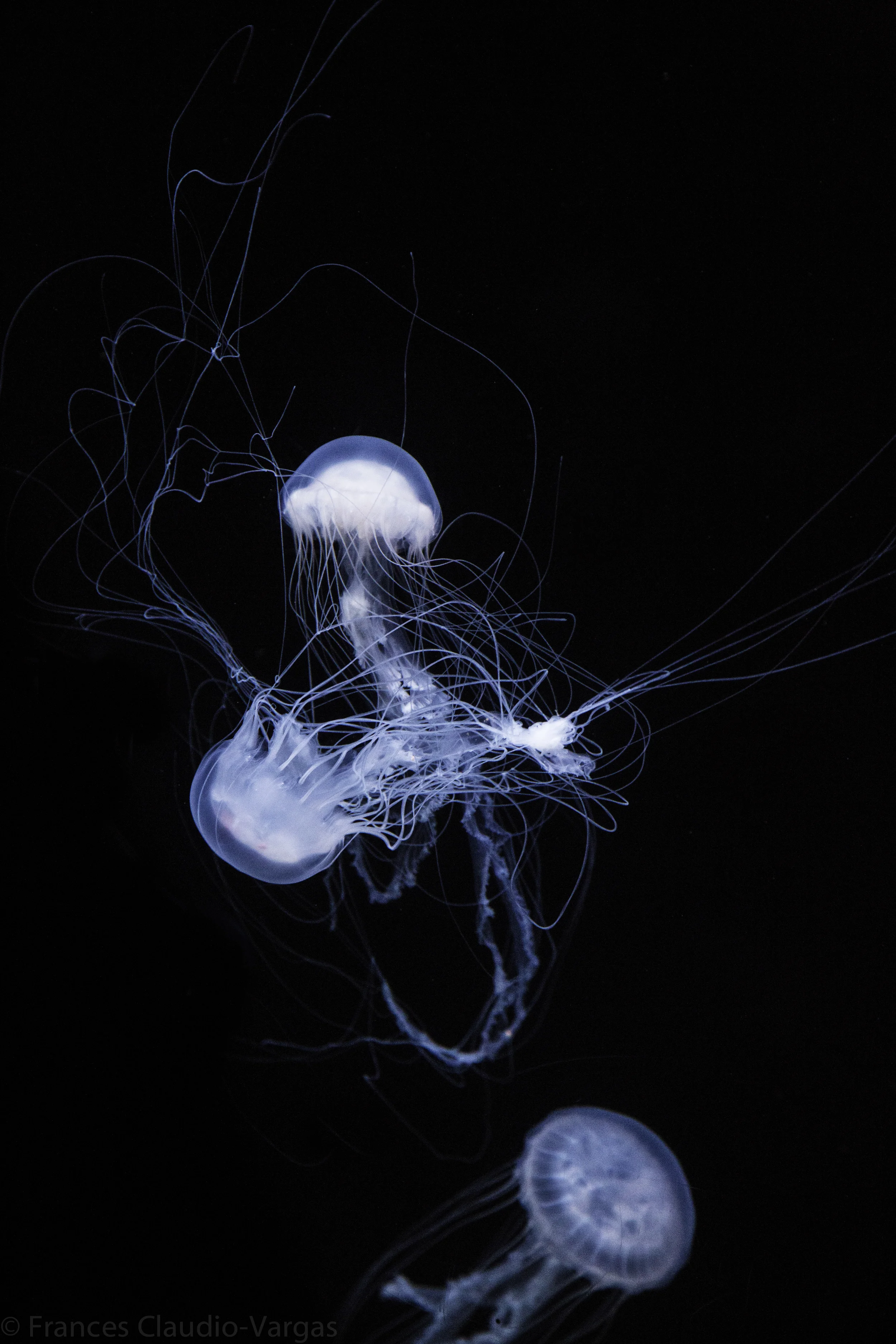 ClaudioF_Final (1 of 6).JPG