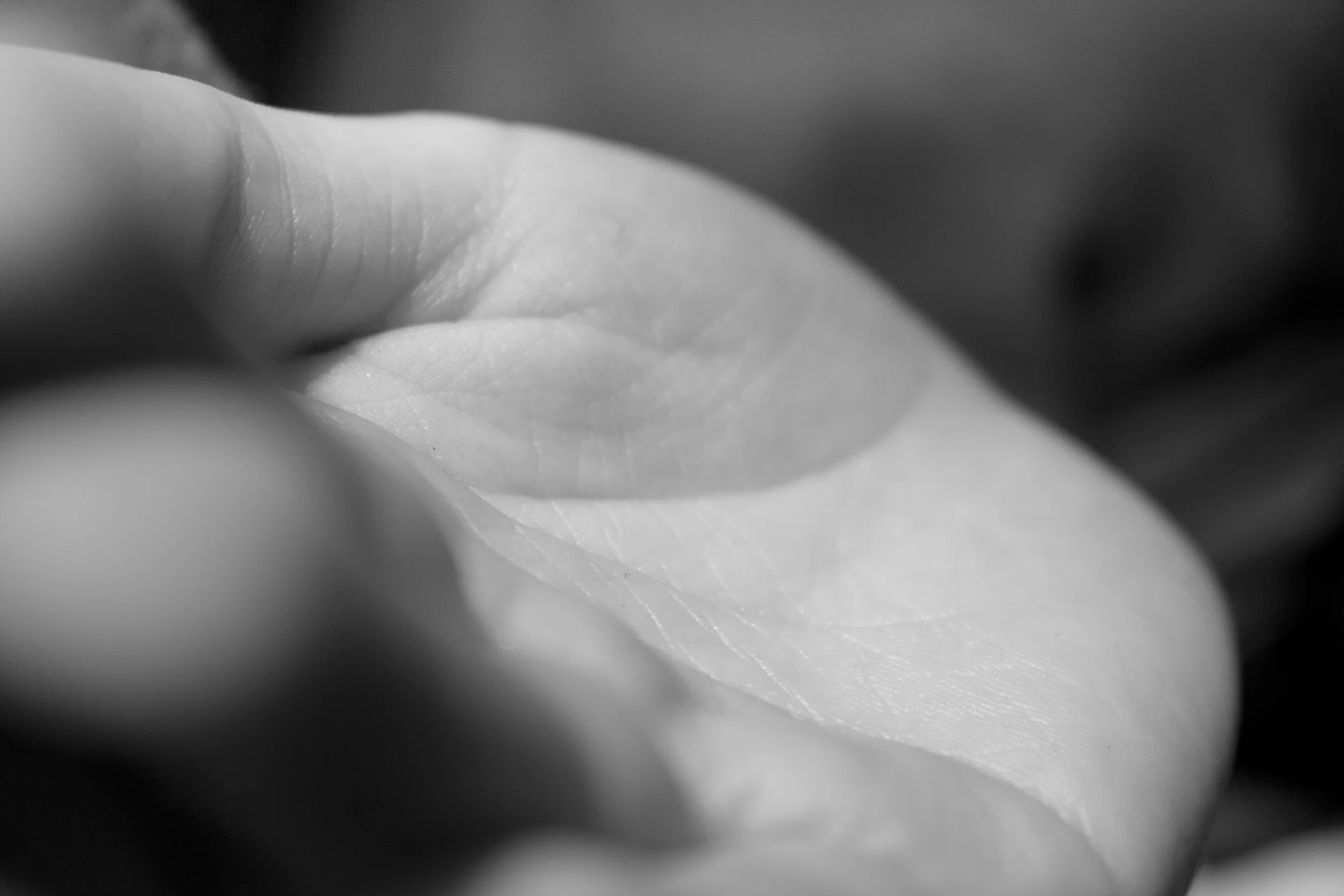 bdnc (7 of 9) copy.jpg