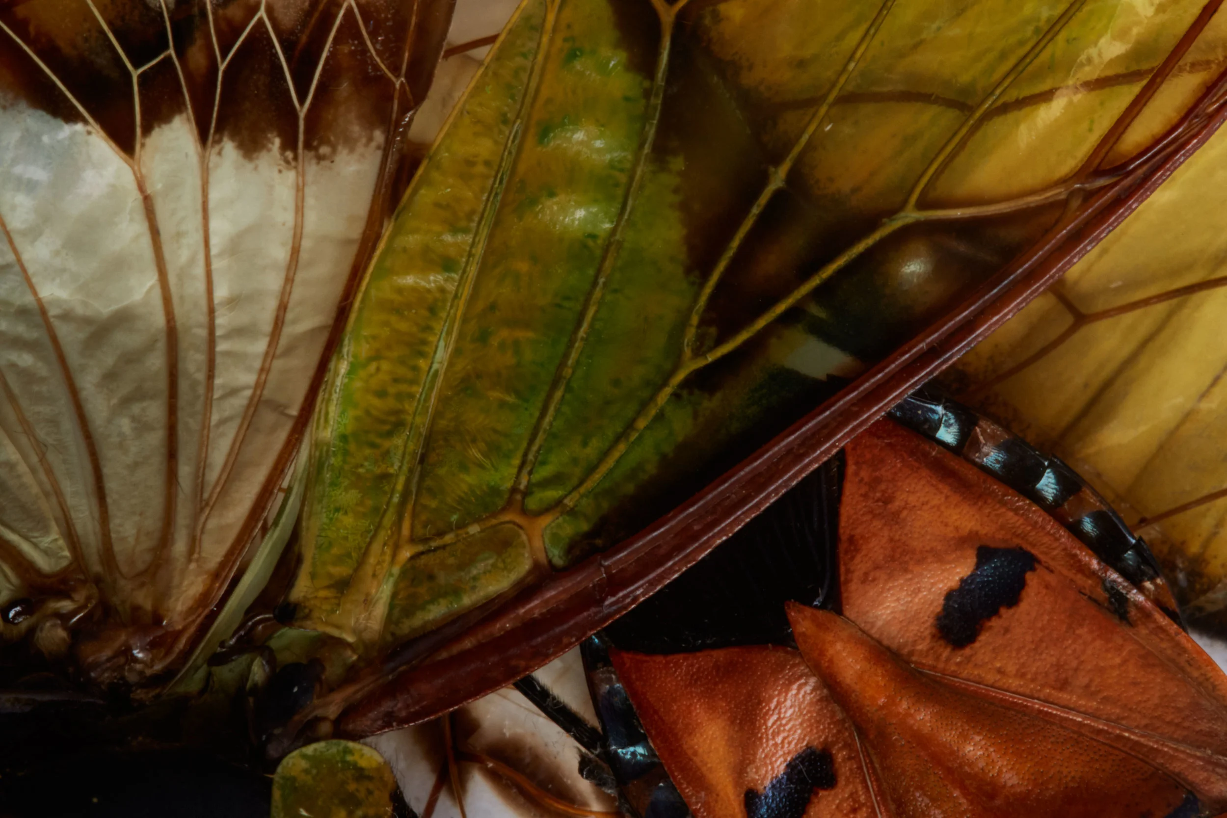 fashion_photo_textures0660.jpg