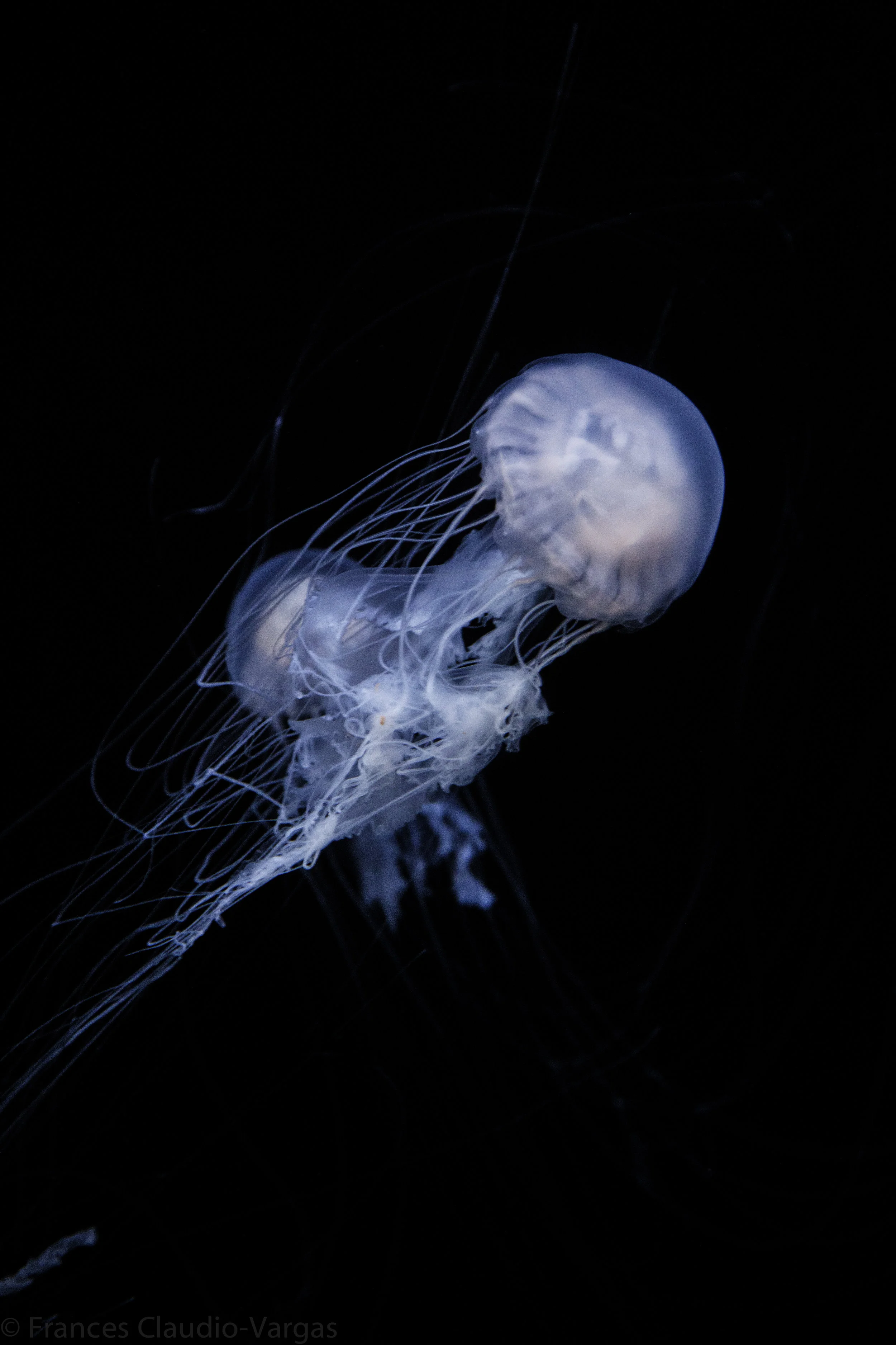 ClaudioF_Final (5 of 6).JPG