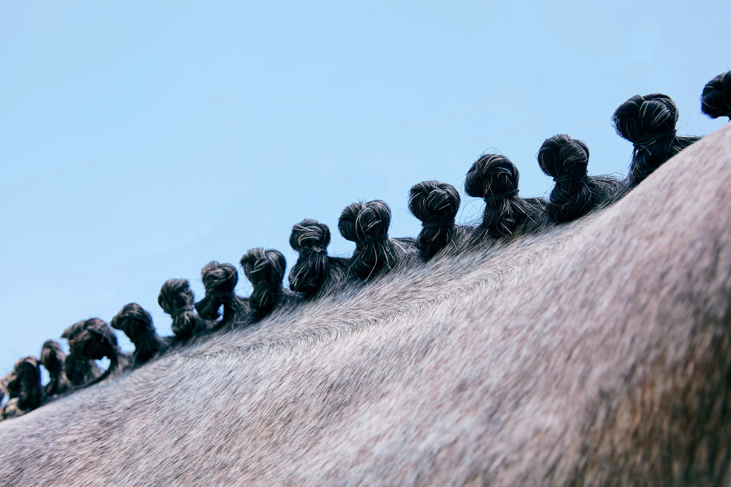 EQUINE (8 of 11).jpg