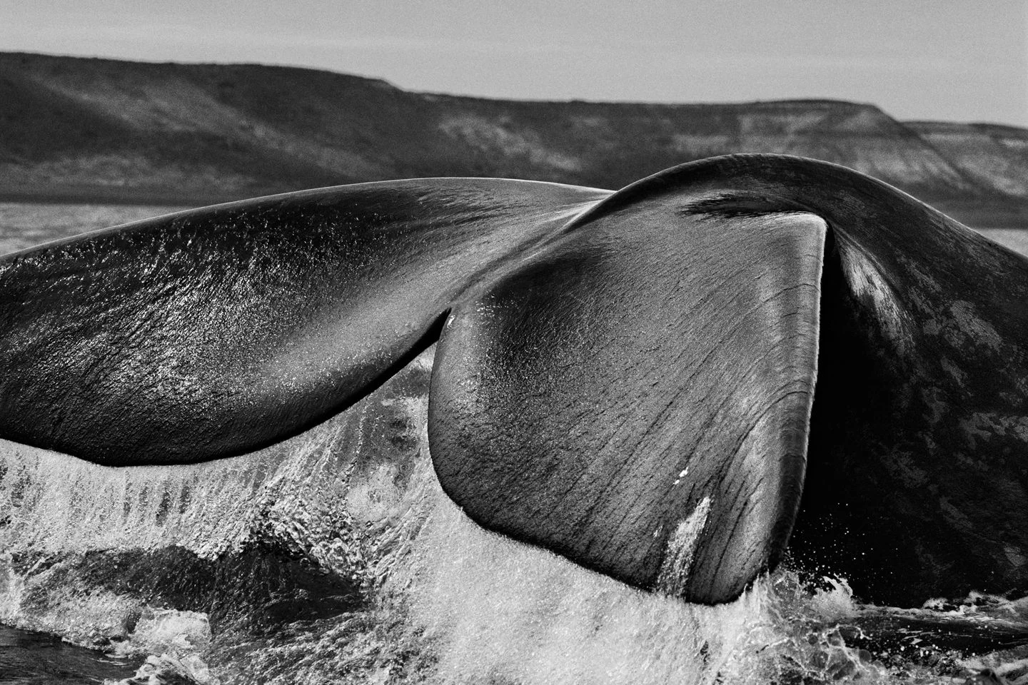 Valdés Peninsula, Argentina, 2004 © Sebastião Salgado/ Amazonas images
