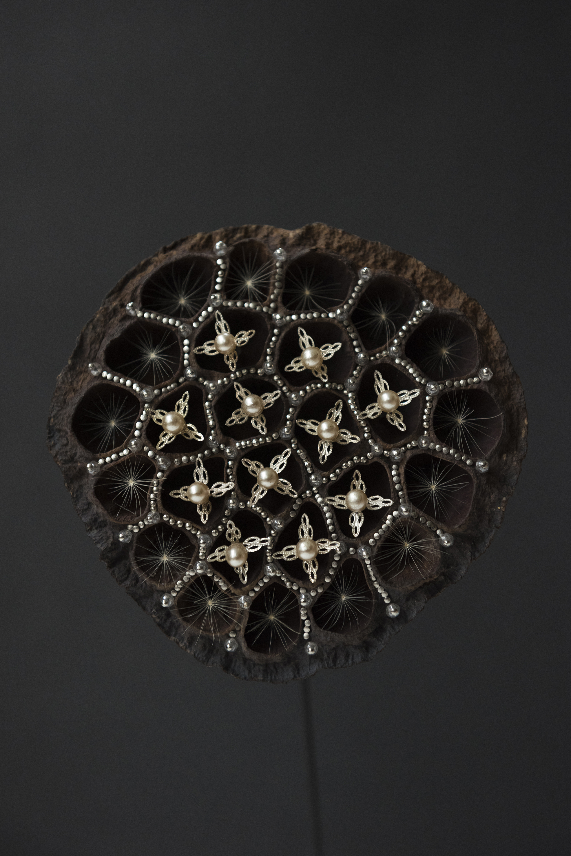 Pearly Lotus, 2016, 28cm