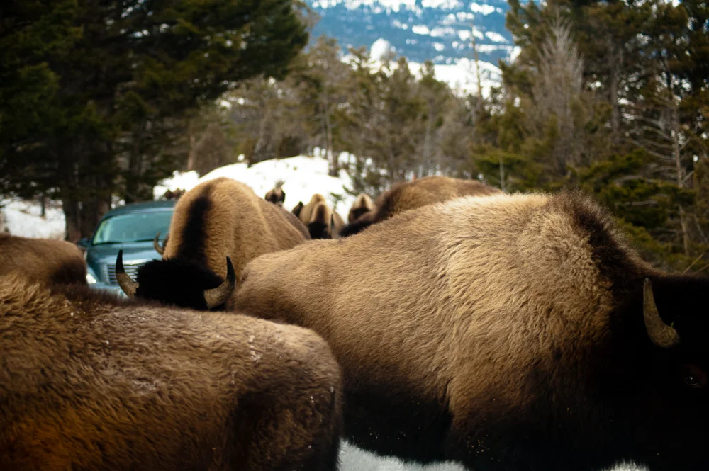 Bison through my windshield, Yellowstone