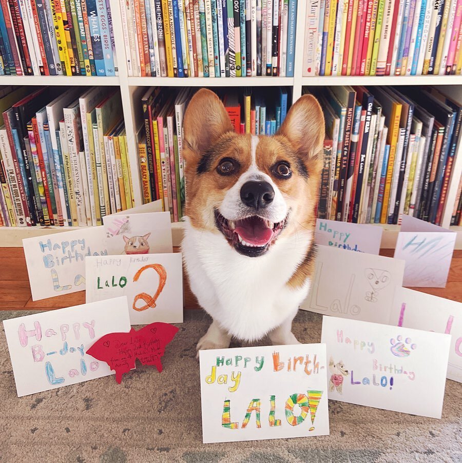 Lalo is TWO today! He&rsquo;s surrounded by awesome birthday cards from students at @gordonschool ! Thank you for the birthday wishes! 🐾✨🎂🎈💕