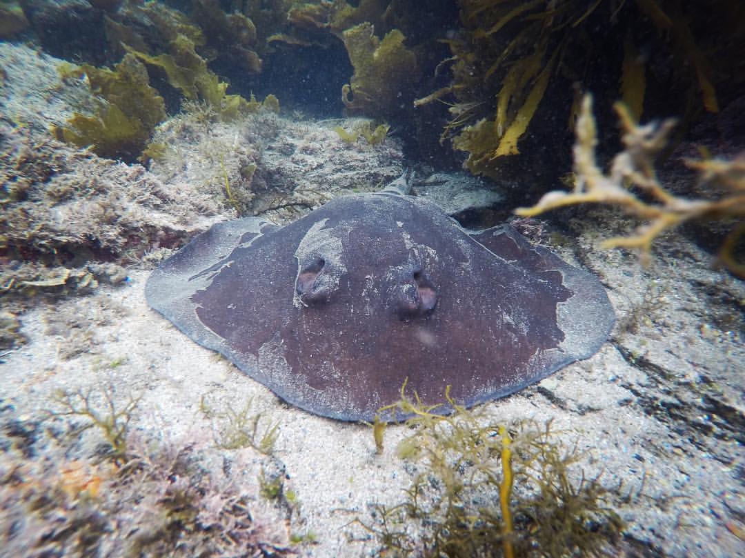 Snorkelling Sapphire Coast