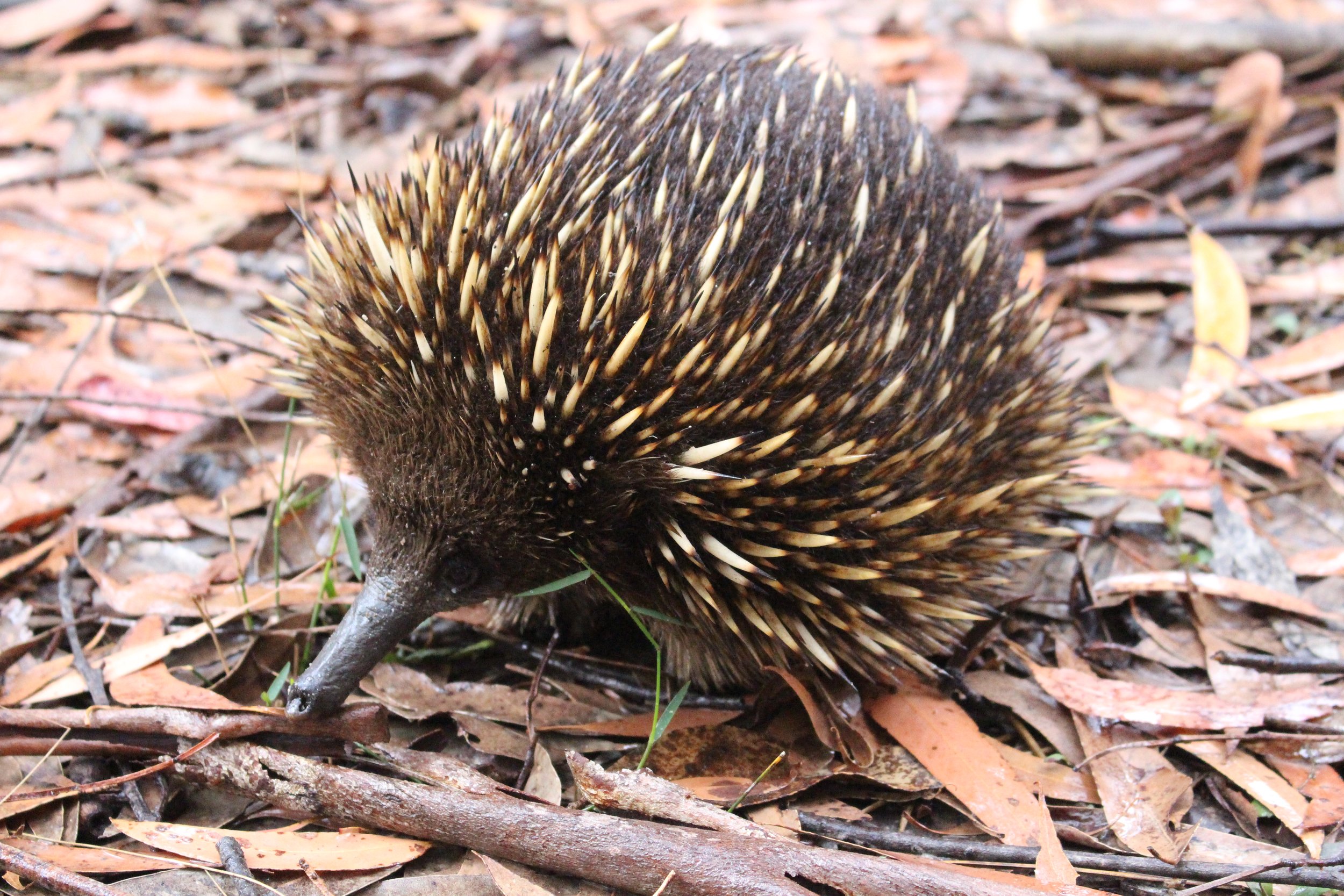 Echidna.JPG