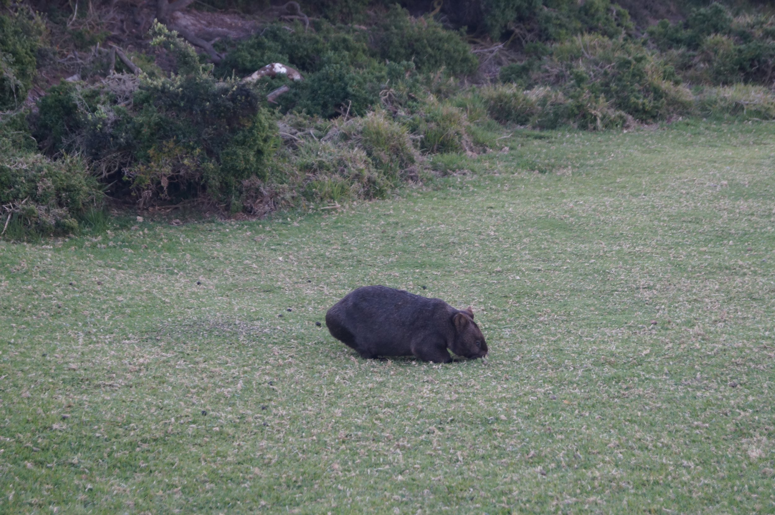 Wombat (1).JPG