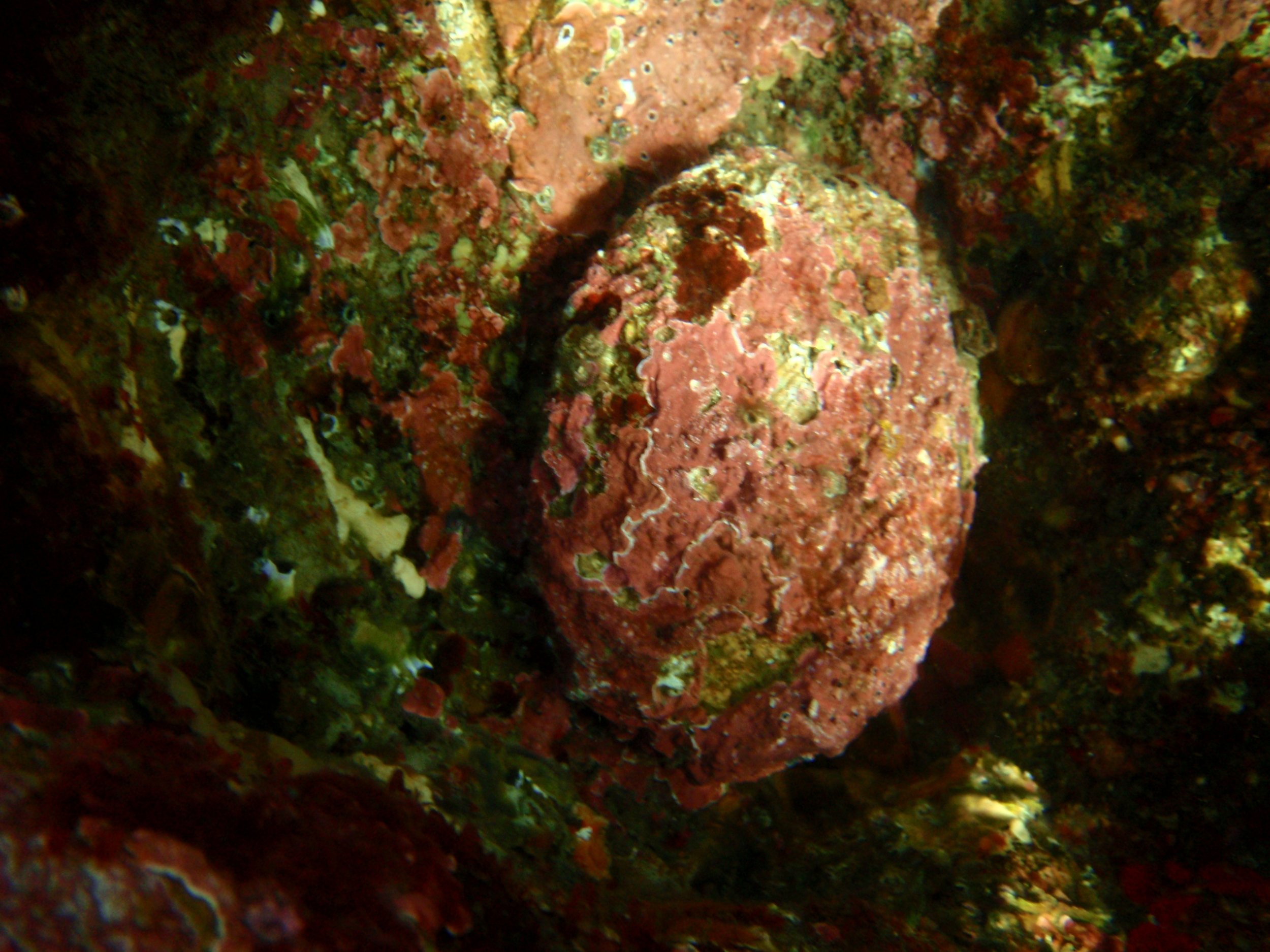 Abalone natural hab.JPG